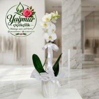Tek Dal Beyaz Phalaenopsis Orkide Tek Dal Beyaz Phalaenopsis Orkide